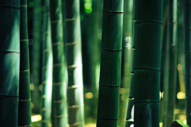 Bamboo HD Wallpapers