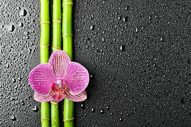 Bamboo Backgrounds Wallpapers