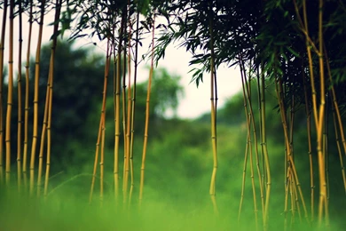 Download Bamboo Texture Wallpapers 3859 1600x1200 Px High ...