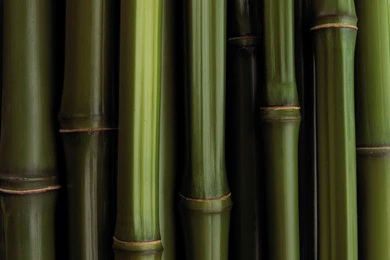 Bamboo Texture Wallpapers HD 1951 1600x1200   UMad.com