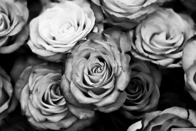 Black And White Rose Wallpapers » WallDevil   Best Free HD Desktop ...