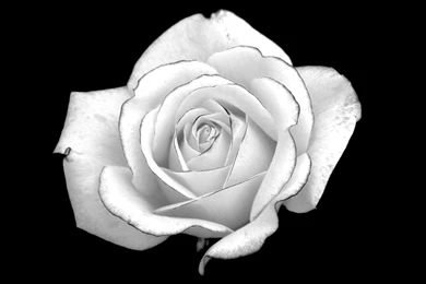 Flower Black And White Rose