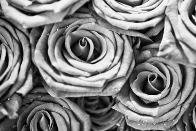 Black And White Roses Wallpapers Danasrhp.top