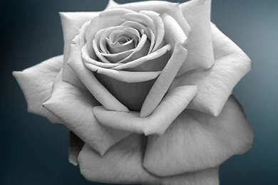 Black And White Rose Wallpapers