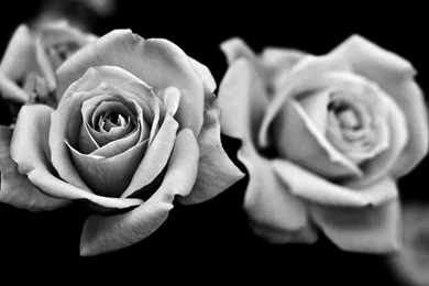Black Roses HD Wallpapers Free Download
