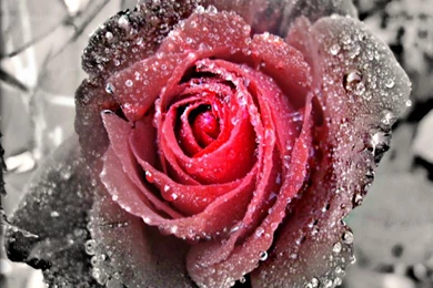 Black And White Rose Wallpapers   Wallpapers HD Base