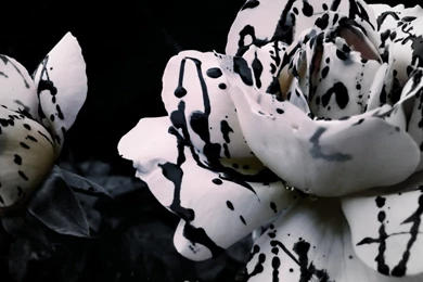 Black & White Rose Wallpapers   1366x768   257462