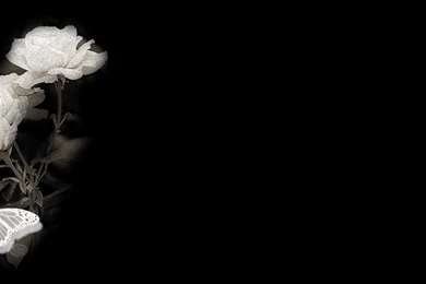 White Rose Wallpapers