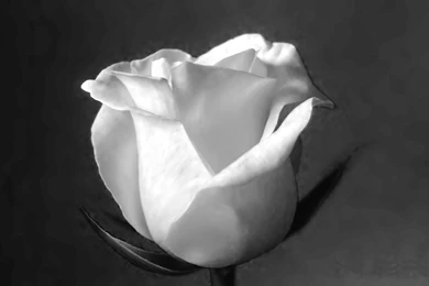 Black And White Rose Images   HD Wallpapers Pretty