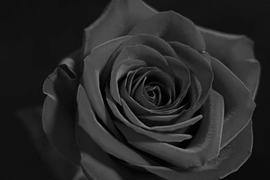 Flowers Black And White Red Rose Wallpaper. Black And White Red ...
