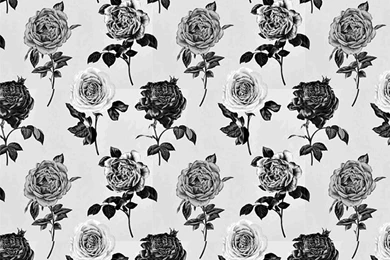 Black And White Roses iPhone Wallpapers   Floral Wallpapers