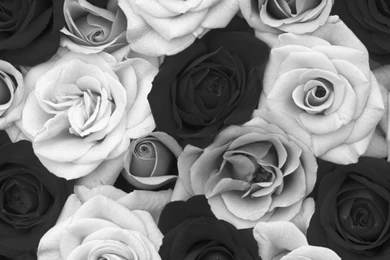 Black And White Fragrant Roses Wallpapers : Flowers. Fragrant ...