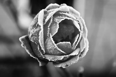 Flowers Black And White Frozen Rose Wallpaper. Black And White ...