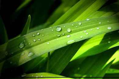 HD Beautiful Grass Field Wallpapers Full HD   HiReWallpapers 5129