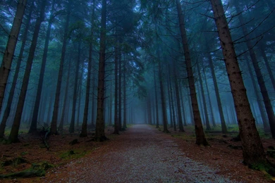 Forest Path HD Wallpapers   HD Wallpaper Backgrounds Of Your Choice