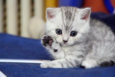 Cute Kitty Wallpapers Cats   Wallpapers Zone