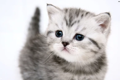 Download Free 100 Cute And Sweet Cat Wallpapers   The Quotes Land