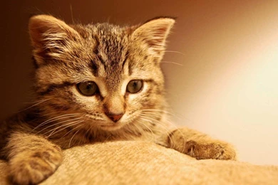 Wallpapers HD Cat Wallpapers