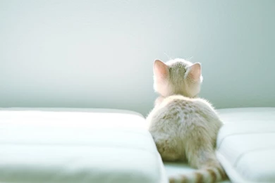 Kitty Cat Wallpapers   Wallpapers Cave