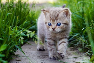High Resolution Cute Baby Animal Kitty Cat Wallpapers HD 11 Full ...
