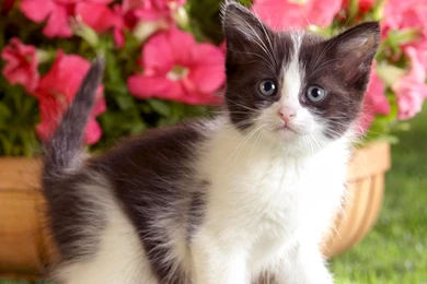 Cute Cats Wallpapers