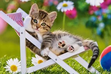 THE RESTING KITTY WALLPAPER   (