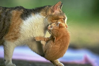 Super Cute Little Kittens Wallpapers 57   Wallcoo.net