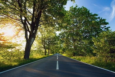 Computer Trees HD Wallpapers, Desktop Backgrounds 1920x1200px Id