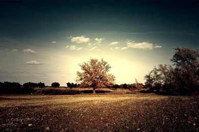 28 Download: Tree HD Wallpapers 1590 :: Trees Hd Wallpapers