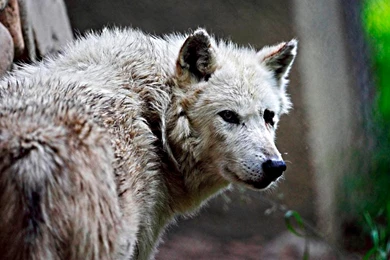 Animal Wallpapers, Animal Planet, Desktop Images, Free Wallpapers ...