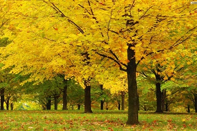 YouWall   Maple Trees Wallpapers   Wallpaper,wallpapers,free ...