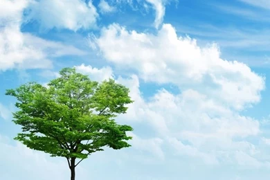 Nature iPhone 6 Plus Wallpapers   Light Green Tree Grass ...