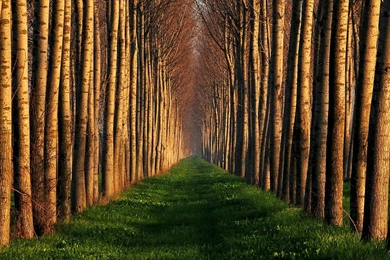 Path Lined With Trees Mac Wallpapers Download