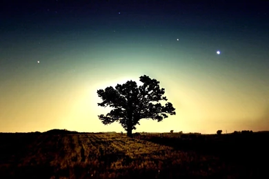 Tree Computer Wallpapers, Desktop Backgrounds