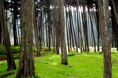 Trees HD Wallpapers, Nature Backgrounds