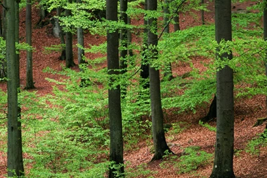 Wallpaper: Trees HD Wallpapers