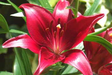 Red Day Lilly 410221 Wallpapers (