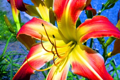 Lilly Wallpapers By MOGGGET On DeviantArt