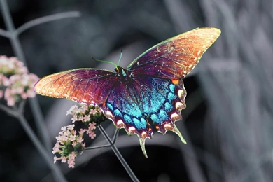 Page 3: Full HD 1080p Butterfly Wallpapers HD, Desktop Backgrounds ...