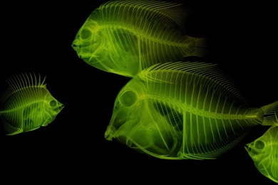 Best Android Wallpapers For Desktop Backgrounds Mobile Phones