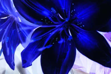 Wallpapers Colour You Are Viewing Blue Lilly Electric 1024x768 ...