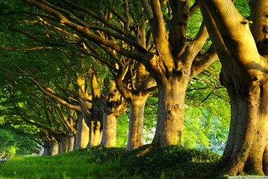 Summer Trees HD Desktop Wallpapers : High Definition : Fullscreen ...
