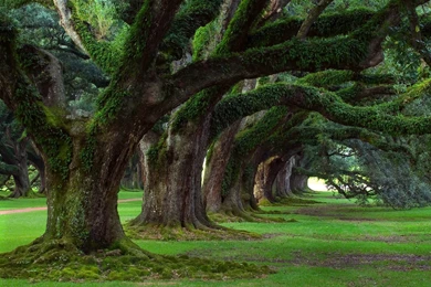 TrEEs   Trees Wallpapers (21056620)   Fanpop