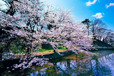 Cherry Blossom Trees Wallpapers