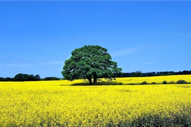 1273 Tree HD Wallpapers