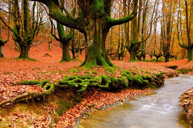Trees, Autumn, Leaves, Streams, Fallen Leaves :: Wallpapers