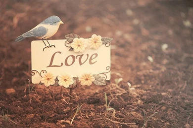 Love Card Beautiful Wallpapers HD Free Download