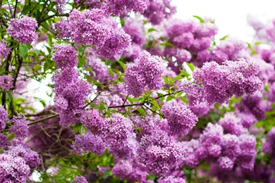 10 Beautiful HD Lilac Wallpapers HDWallSource.com