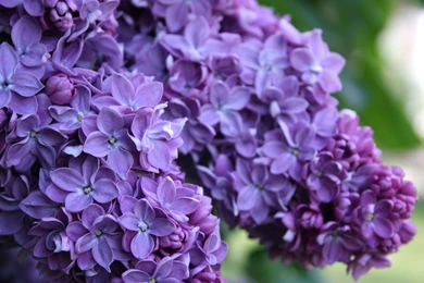 10 Beautiful HD Lilac Wallpapers   HDWallSource.com