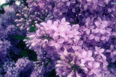 Lilac Wallpapers